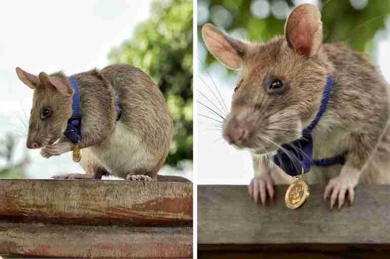The Heroic Rat That Was Awarded A Gold Medal For Sniffing Out 71 Mines In Cambodia Is Retiring